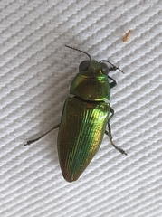 Eurythyrea micans