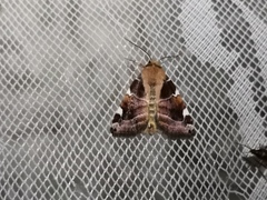 Cosmia diffinis