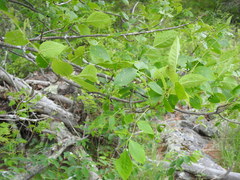 Fraxinus pennsylvanica subintegerrima