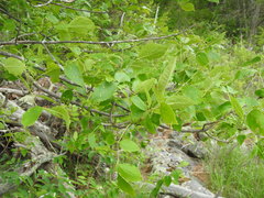 Fraxinus pennsylvanica subintegerrima