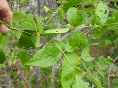 Fraxinus pennsylvanica subintegerrima