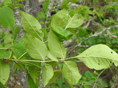 Fraxinus pennsylvanica subintegerrima