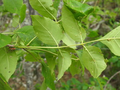 Fraxinus pennsylvanica subintegerrima