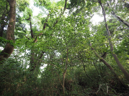 Microtropis japonica iNat (2)