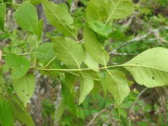 Fraxinus pennsylvanica subintegerrima