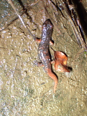 Speleomantes italicus