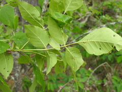 Fraxinus pennsylvanica subintegerrima