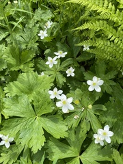 Anemonastrum baicalense