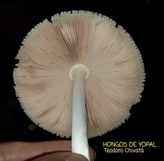 Volvariella bombycina flaviceps