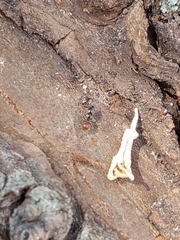 Crematogaster scutellaris
