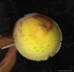 Volvariella bombycina flaviceps