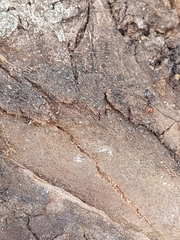Crematogaster scutellaris