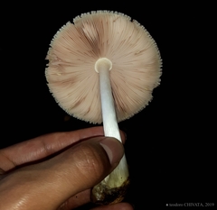 Volvariella bombycina flaviceps
