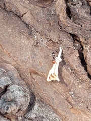 Crematogaster scutellaris