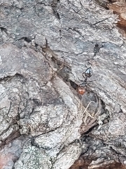 Crematogaster scutellaris
