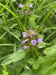 Prunella vulgaris