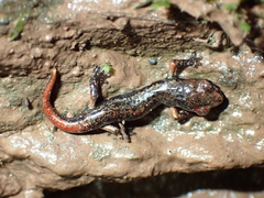 Speleomantes italicus