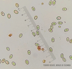 Volvariella bombycina flaviceps