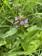 Prunella vulgaris