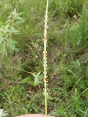 Elionurus tripsacoides