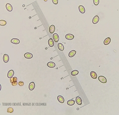 Volvariella bombycina flaviceps