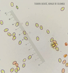 Volvariella bombycina flaviceps