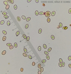 Volvariella bombycina flaviceps