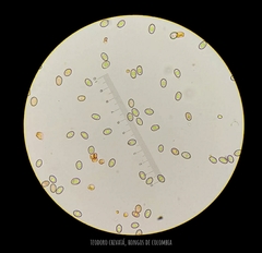 Volvariella bombycina flaviceps