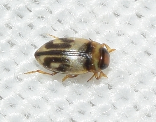 Hydroglyphus signatellus