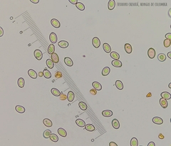 Volvariella bombycina flaviceps