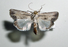 Catabenoides
