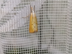 Xanthocrambus saxonellus