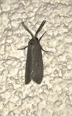 Pygarctia murina