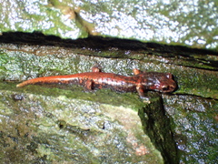 Speleomantes italicus