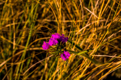 Cyanotis speciosa