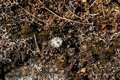 Delosperma subpetiolatum