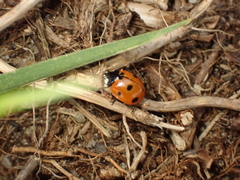 Coccinella septempunctata