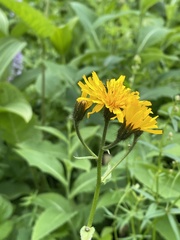 Crepis lyrata