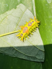Ctenolita