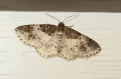 Hydrelia condensata