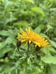 Crepis lyrata