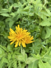Crepis lyrata