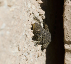 Tarentola mauritanica