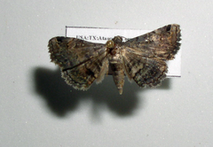 Toxonprucha diffundens