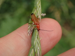 Rhagonycha fulva