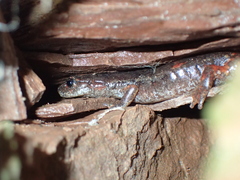 Speleomantes italicus