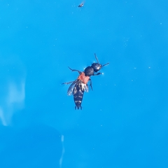 Platydracus stercorarius
