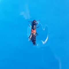 Platydracus stercorarius