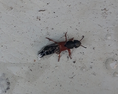 Platydracus stercorarius