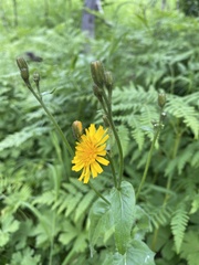 Crepis lyrata